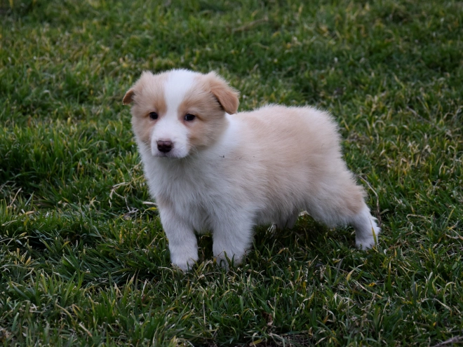 Border Collie Welpe zu verkaufen