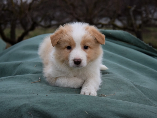 Border Collie Welpe zu verkaufen