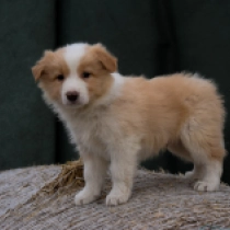 Border Collie puppy for sale