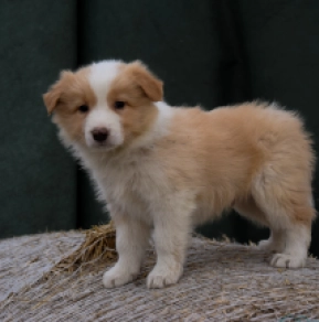 Border Collie puppy for sale