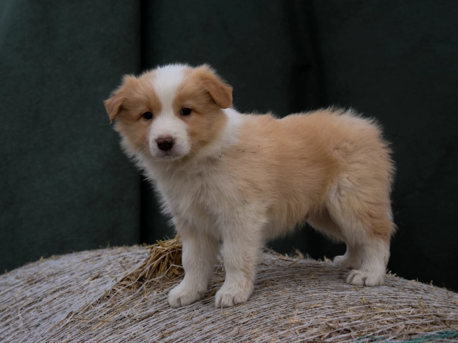 Border Collie Welpe zu verkaufen