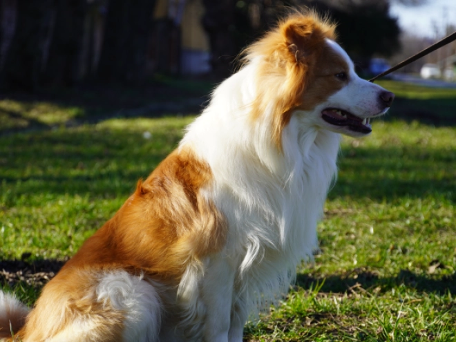 Perros Collie de la Frontera en venta