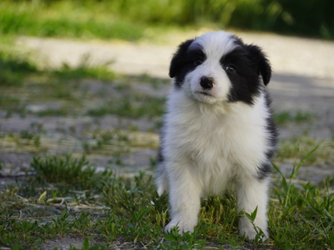 Border Collie puppy for sale