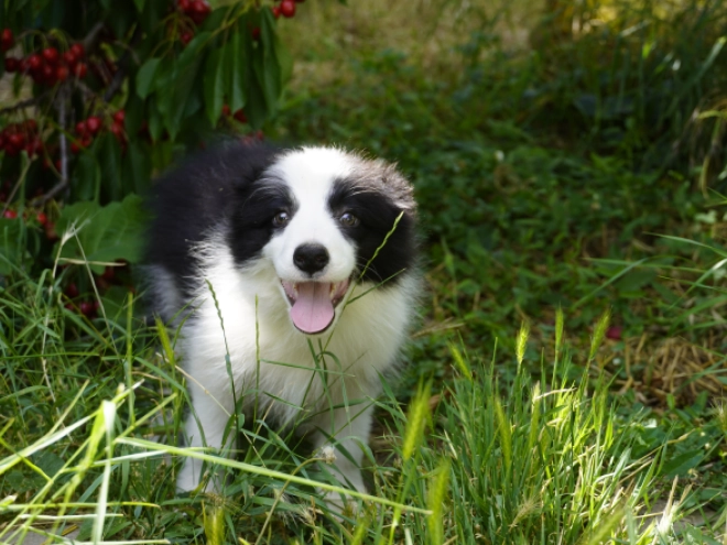 Border Collie puppy for sale