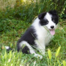 Felix, black and white Border Collie for sale