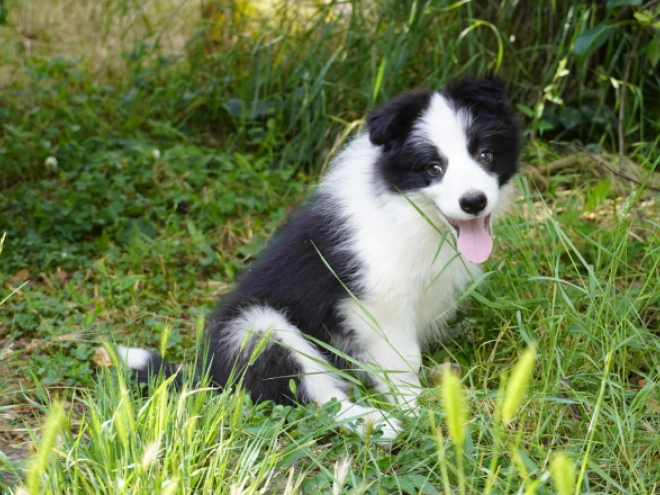 Border Collie puppy for sale