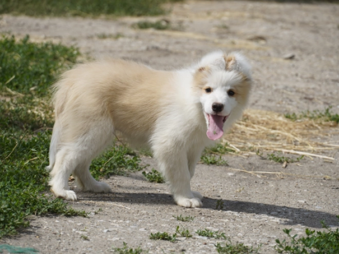 Border Collie puppy for sale