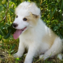 Matisse, cream and white Border Collie for sale
