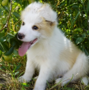 Border Collie puppy for sale