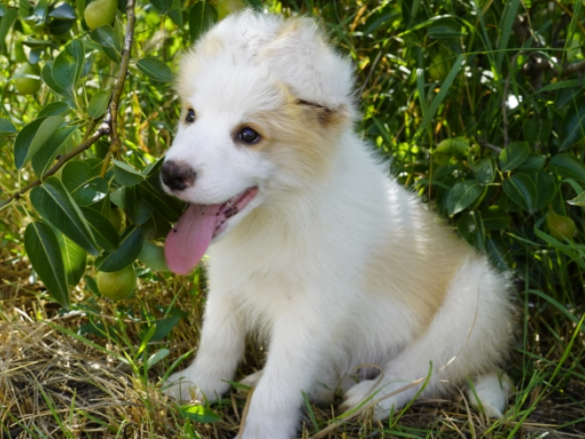 Border Collie puppy for sale