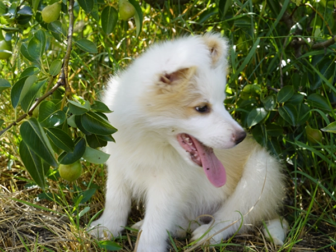Border Collie puppy for sale