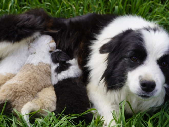 Border Collie puppy for sale