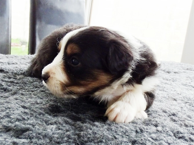Border Collie Welpe zu verkaufen