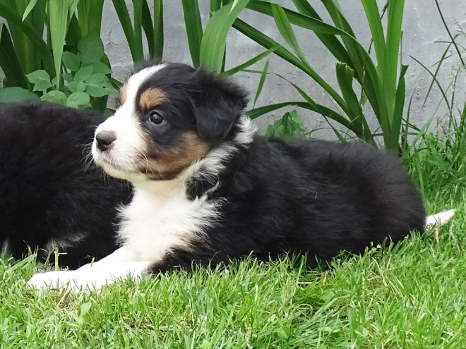 Border Collie Welpe zu verkaufen