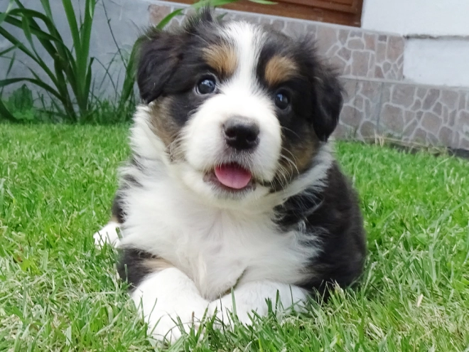 Border Collie Welpe zu verkaufen
