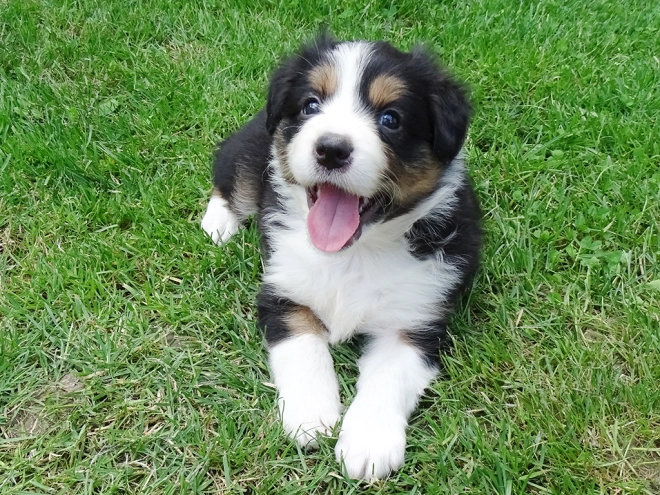 Border Collie Welpe zu verkaufen