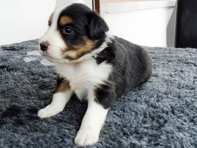 Border Collie Welpe zu verkaufen