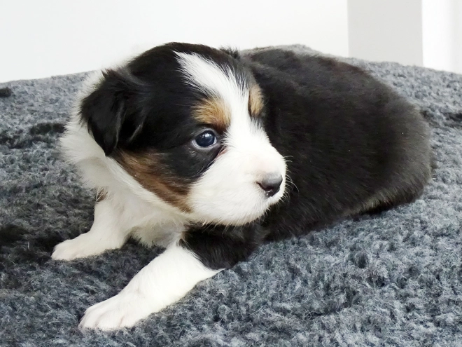 Border Collie Welpe zu verkaufen