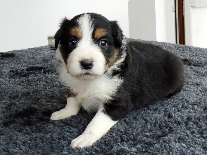 Border Collie Welpe zu verkaufen
