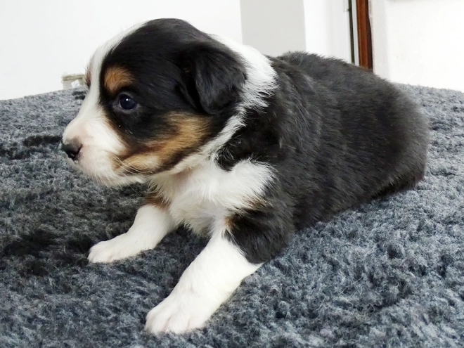 Border Collie Welpe zu verkaufen