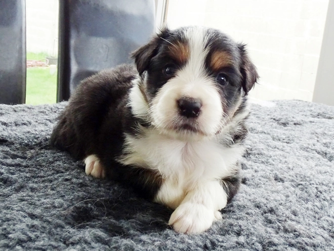 Border Collie Welpe zu verkaufen