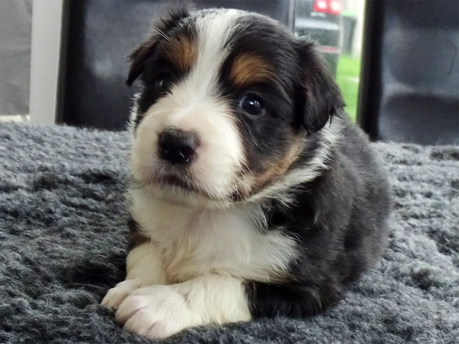 Border Collie Welpe zu verkaufen