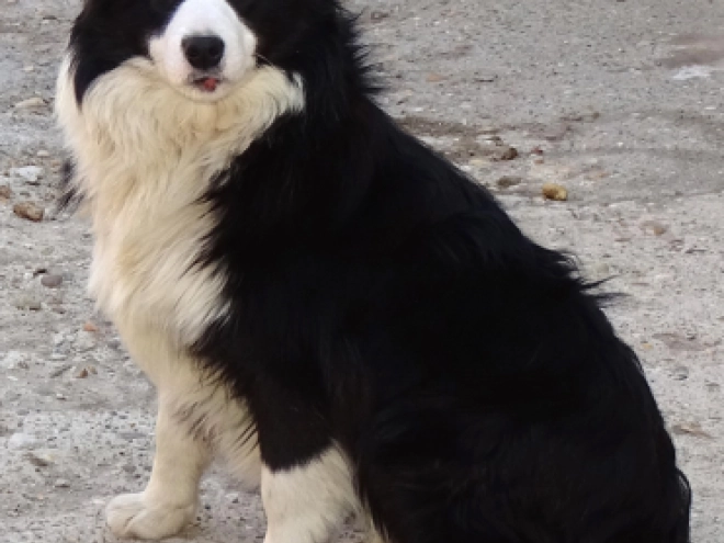 Border Collie Welpe zu verkaufen