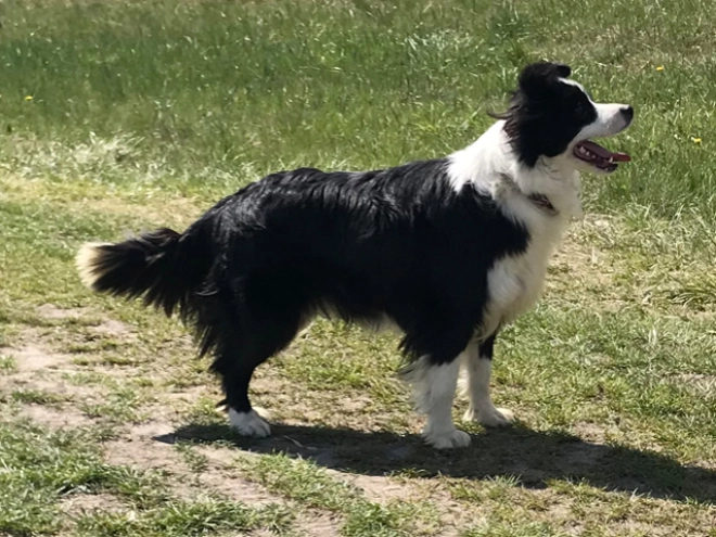 Border Collie Welpe zu verkaufen