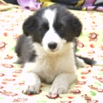Brooke, black and white Border Collie Welpen kaufen