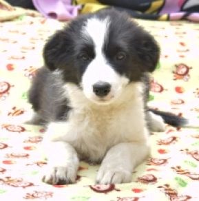 Border Collie Welpe kaufen