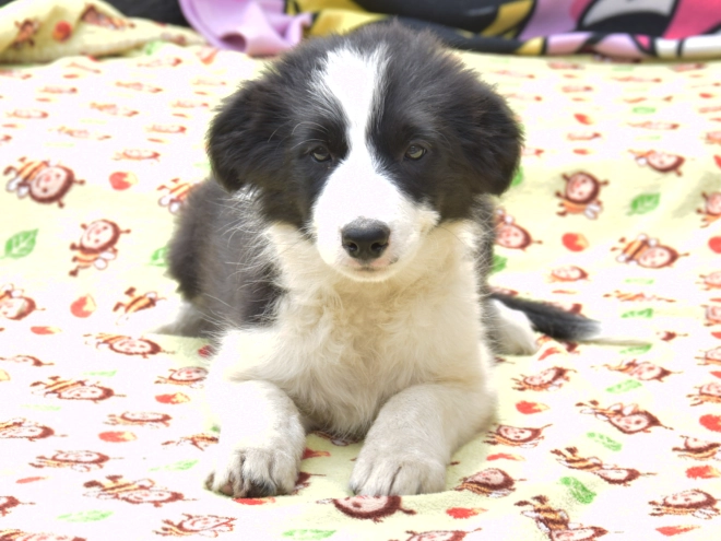 Border Collie Welpe kaufen