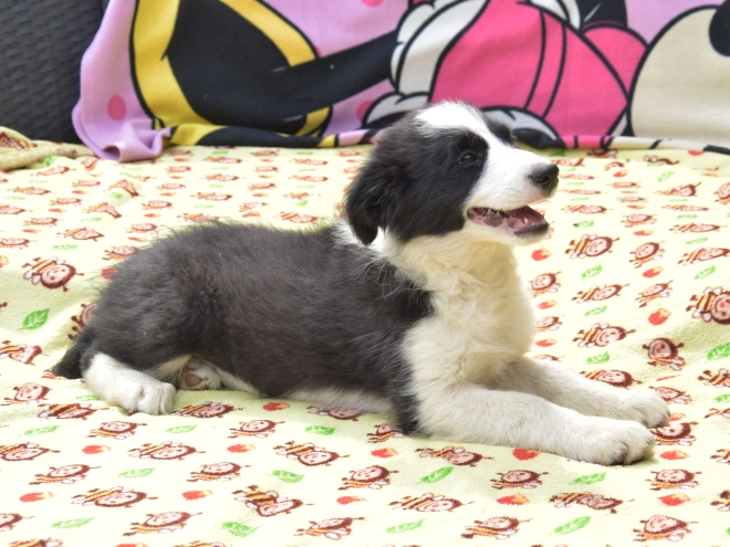 Border Collie Welpe kaufen