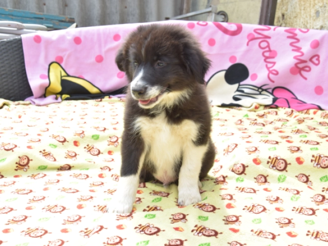 Border Collie Welpe kaufen