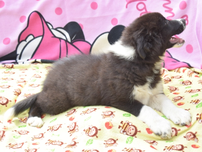 Border Collie Welpe kaufen