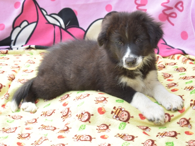Border Collie Welpe kaufen