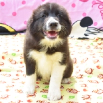 Dax, black and white Border Collie Welpen kaufen