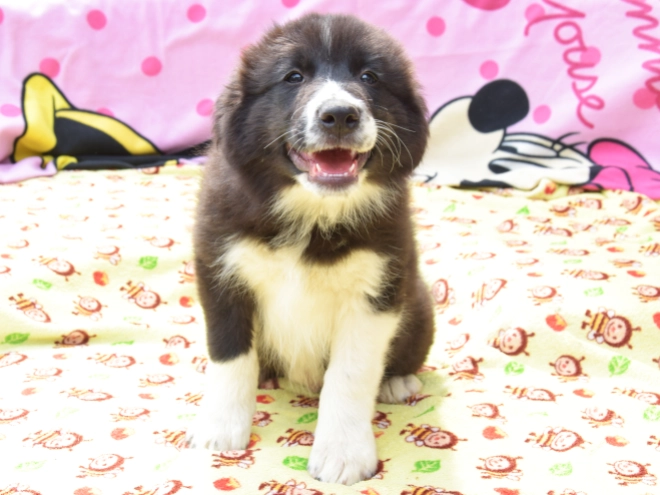 Border Collie Welpe kaufen