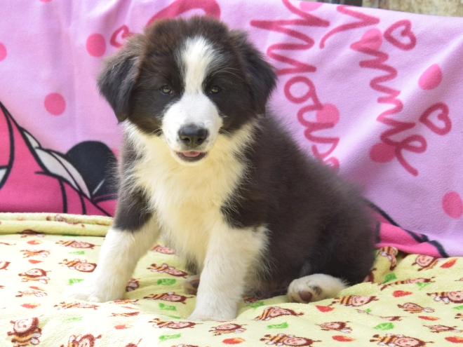 Border Collie Welpe kaufen