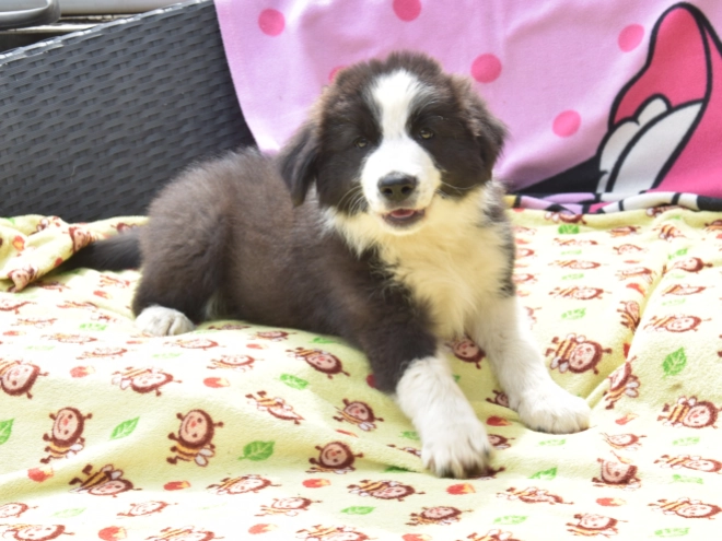 Border Collie Welpe kaufen
