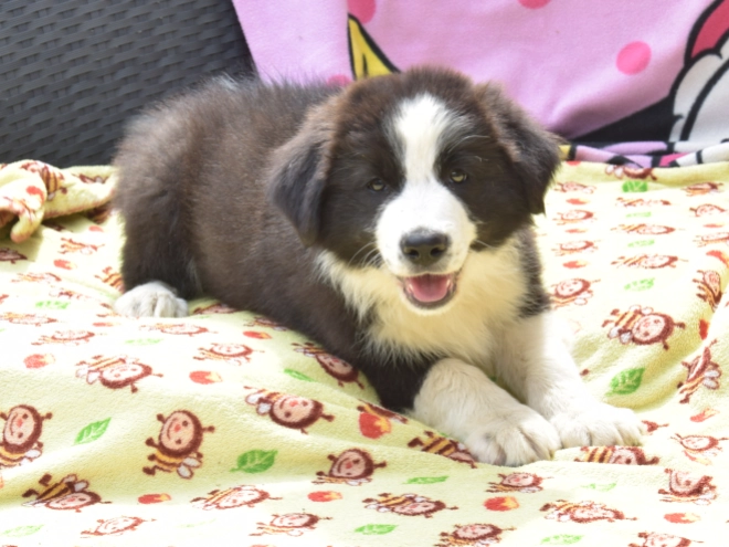 Border Collie Welpe kaufen