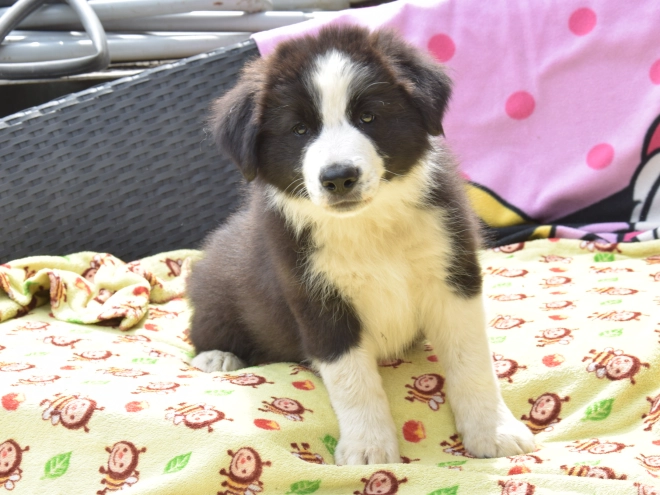 Border Collie Welpe kaufen