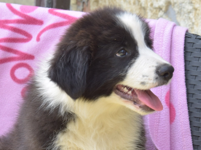 Border Collie Welpe kaufen
