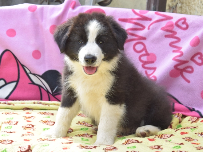Border Collie Welpe kaufen