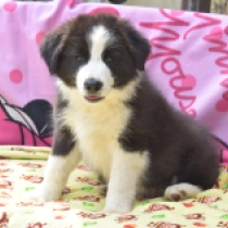 DJ, black and white Border Collie Welpen kaufen