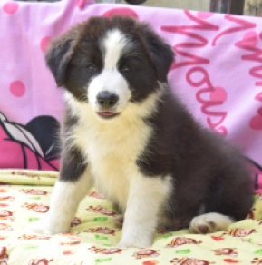 Border Collie Welpe kaufen
