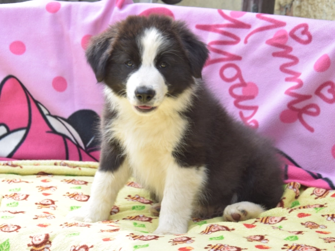 Border Collie Welpe kaufen