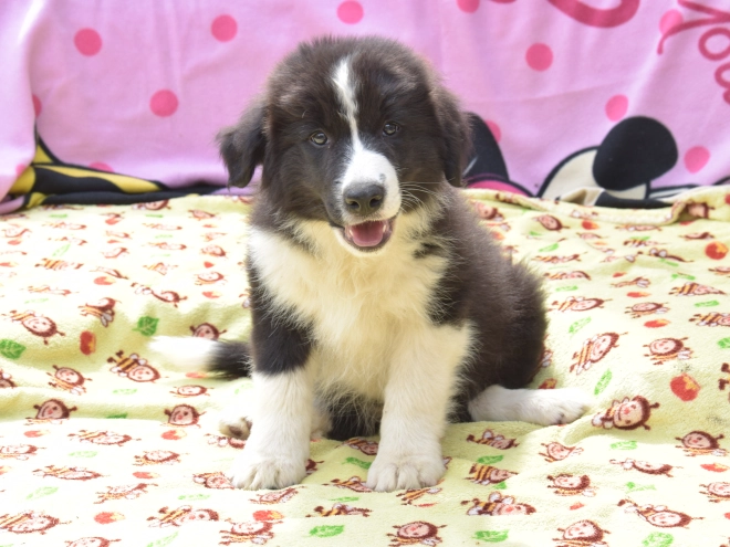 Border Collie Welpe kaufen