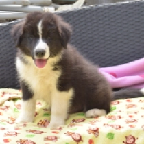 Dylan, black and white Border Collie Welpen kaufen