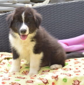 Border Collie Welpe kaufen