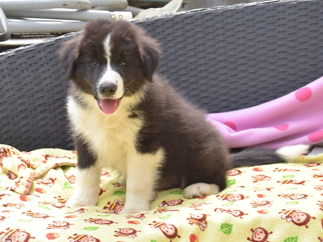 Border Collie Welpe kaufen